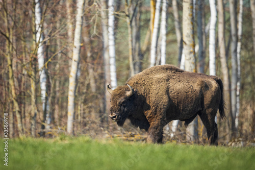 European bison - Bison bonasus in the Knyszyn Forest (Poland)