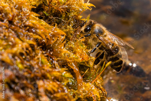 Bees drinking water from wet moss, bees drinking water, macro photo