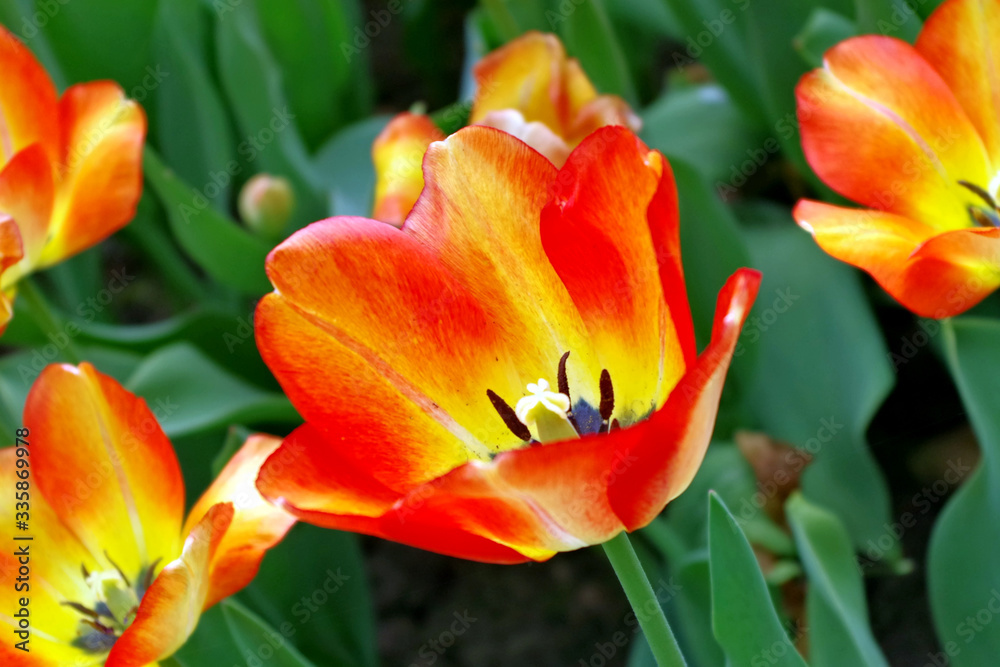 Fototapeta premium tulipany na wiosnę
