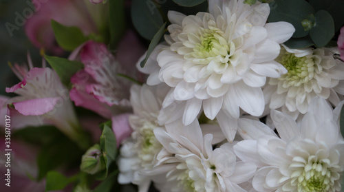white chrysanthemums close-up against the background of other colors