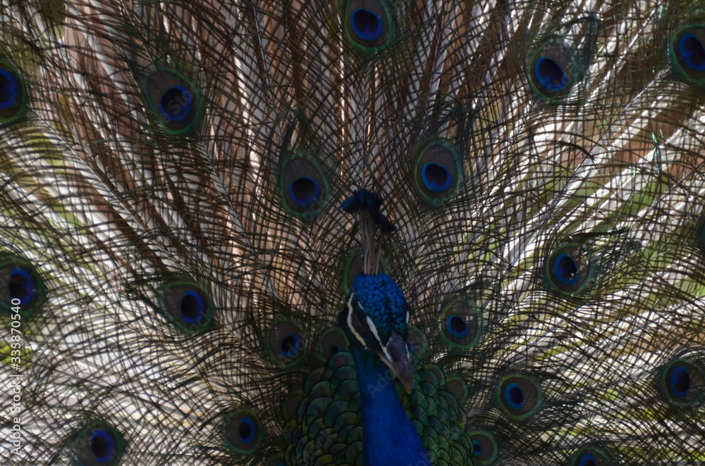Obraz premium close up of peacock