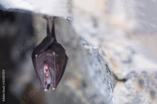 Closeup sleeping lesser horseshoe bat covered by wings  hibernating upside down.