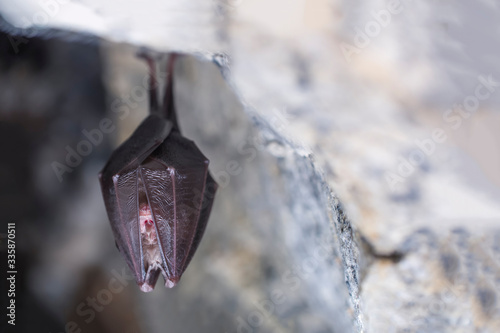 Closeup sleeping lesser horseshoe bat covered by wings, hibernating upside down.
