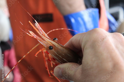 shrimp in hand