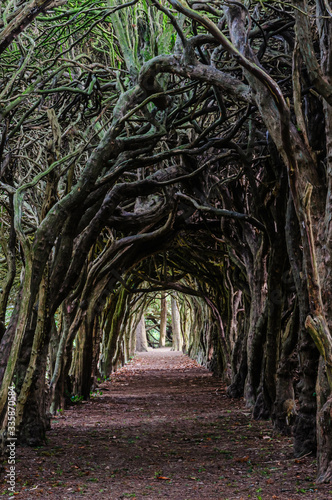 Tree Tunnel made over years by shapinng treetrunks to create a tunnel through a forest. photo