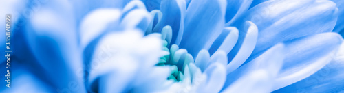 Abstract floral background, blue chrysanthemum flower. Macro flowers backdrop for holiday brand design