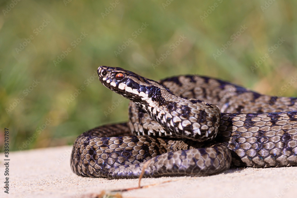 beautiful Vipera berus in natural habitat beautiful Vipera berus in natural habitat