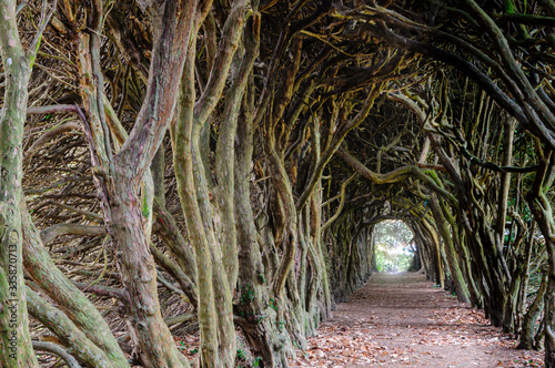 Tree Tunnel made over years by shaping treetrunks to create a tunnel through a forest. photo