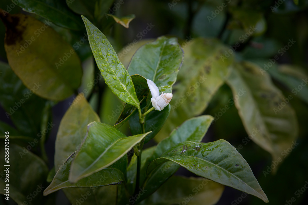 Detail of flowering orange tree, green leaves and white flower. Detail of flowering orange tree, green leaves and white flower.