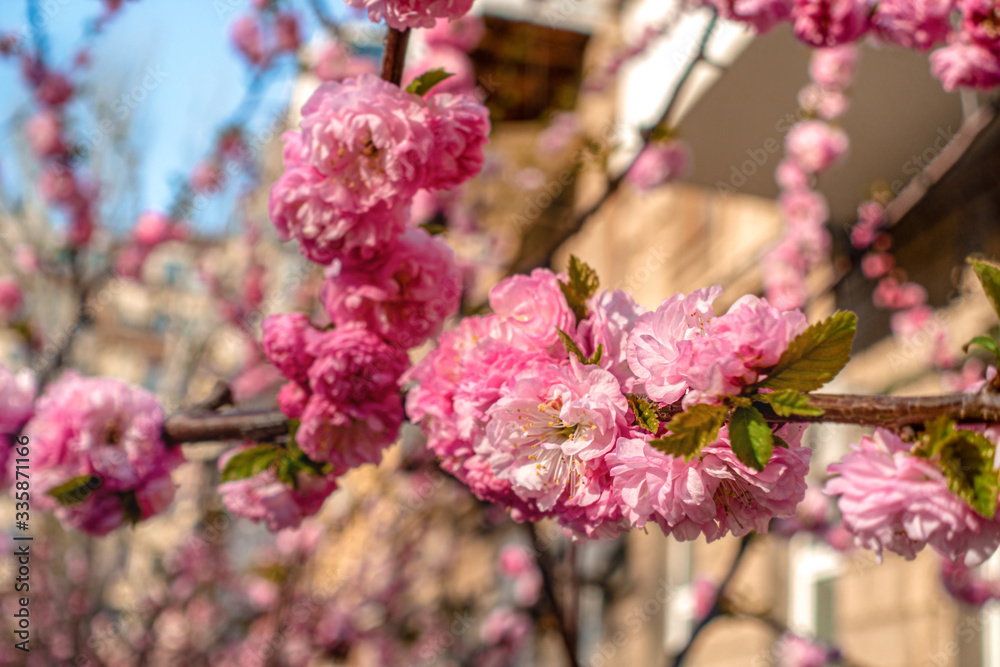 Sakura Flowers on a Tree Branch in Urban Street. Spring Nature Background Mood Sakura Flowers on a Tree Branch in Urban Street. Spring Nature Background Mood