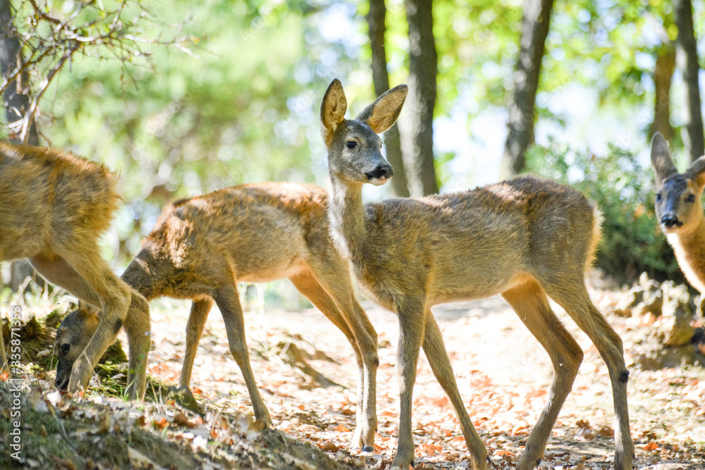 Portrait de petits chevreuils au milieu d'une foret en Europe durant l'été. Portrait de petits chevreuils au milieu d'une foret en Europe durant l'été.