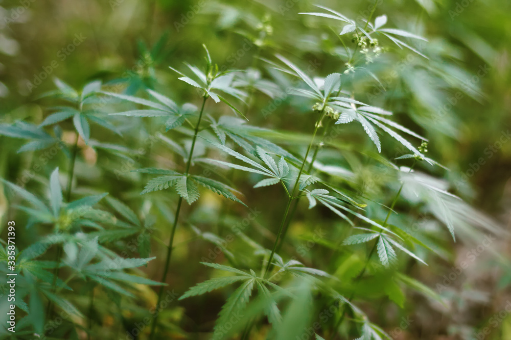 Fototapeta premium Cannabis outdoor plantation of hemp plants, Beautiful leaves of the marijuana cannabis plant, growing organic hemp background herb on the farm