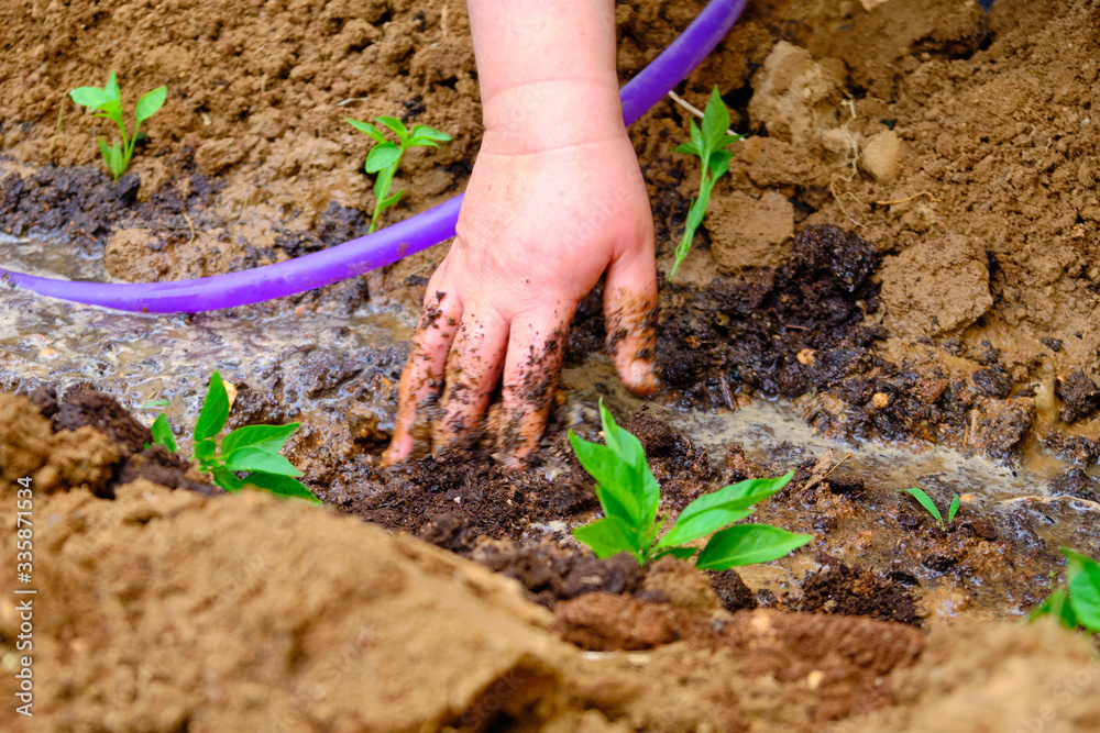 hands of a woman planting seedlings of vegetables in the garden hands of a woman planting seedlings of vegetables in the garden