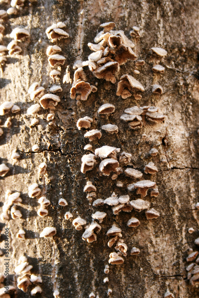 Wood disease, problematic infection of tree bark