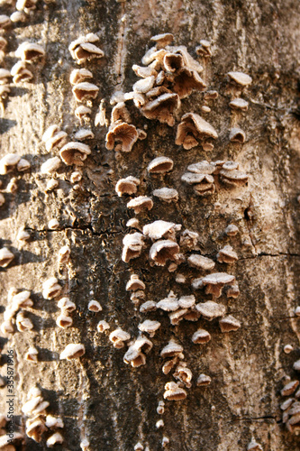 Wood disease, problematic infection of tree bark