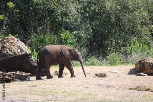 Photography elephants in the zoo