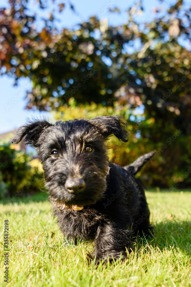 Female Scottish terrier puppy in a domestic garden Female Scottish terrier puppy in a domestic garden