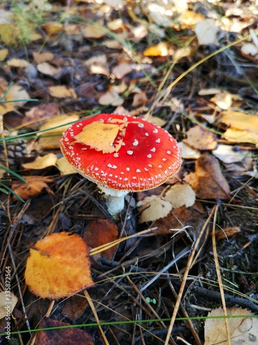 red amanita  in the autumn forest  