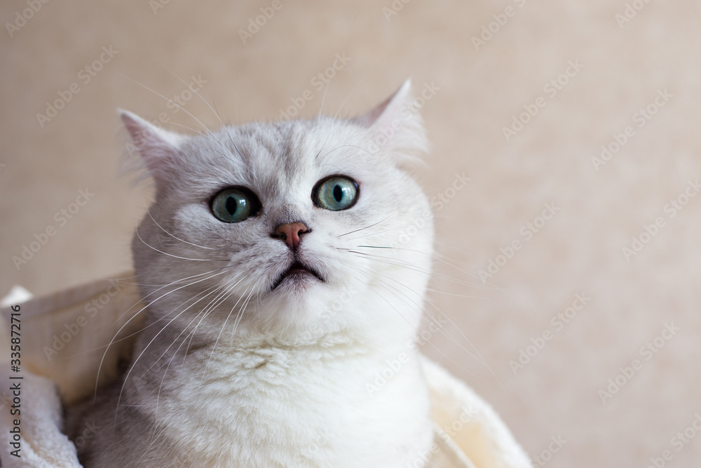 The cat is meowing. Beautiful british cat with big green eyes. Animal portet