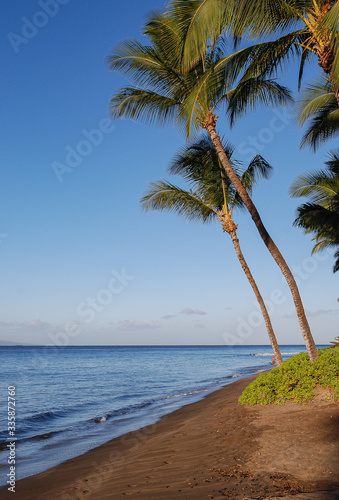 palm tree on the beach