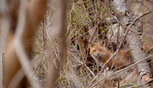 A red fox hides from humans in the brush around a junk yard.