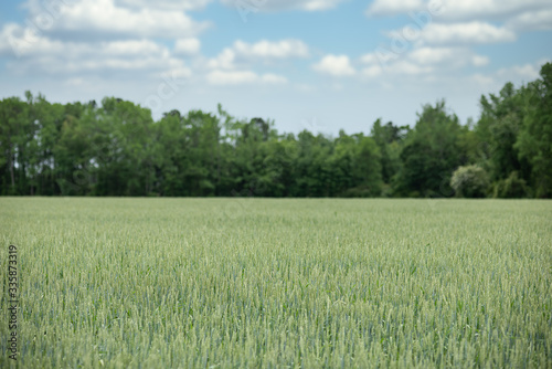 Field of wheat