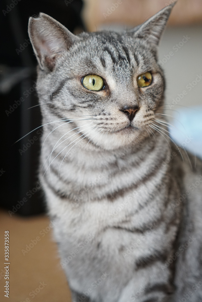 サバトラ猫 サバトラ猫