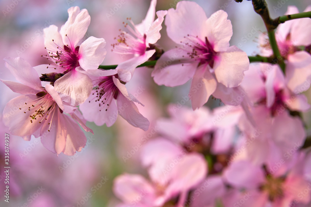 beautiful spring landscape - blooming trees, bright pink and white flowers as background beautiful spring landscape - blooming trees, bright pink and white flowers as background