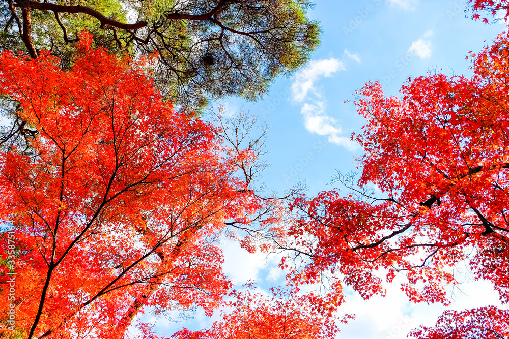 Leaves changing colors in Japan There are both green, yellow and red that are flowering for the past tourists to watch, Japan. Leaves changing colors in Japan There are both green, yellow and red that are flowering for the past tourists to watch, Japan.