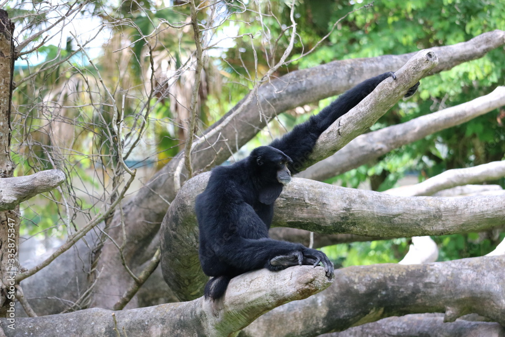 Obraz premium Chimp
