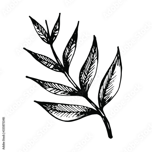 vector hand drawn graphic tropical forest branch with leaves isolated on a white background © Anna