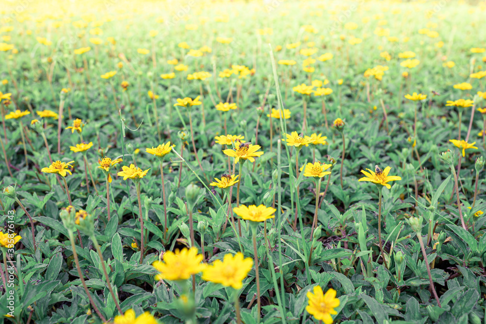 Obraz premium Many yellow flowers with beautiful bees on the meadow
