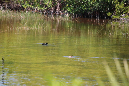 ducks on the pond