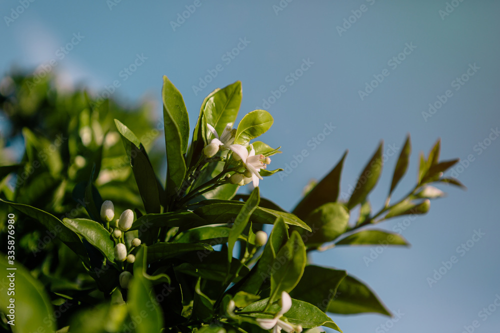 Obraz premium Orange blossom flowers fill an orange tree during its flowering with a blue sky in the background