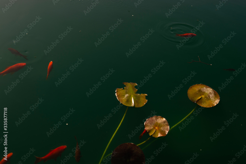 Goldfish swimming in a pond with lily pads Goldfish swimming in a pond with lily pads