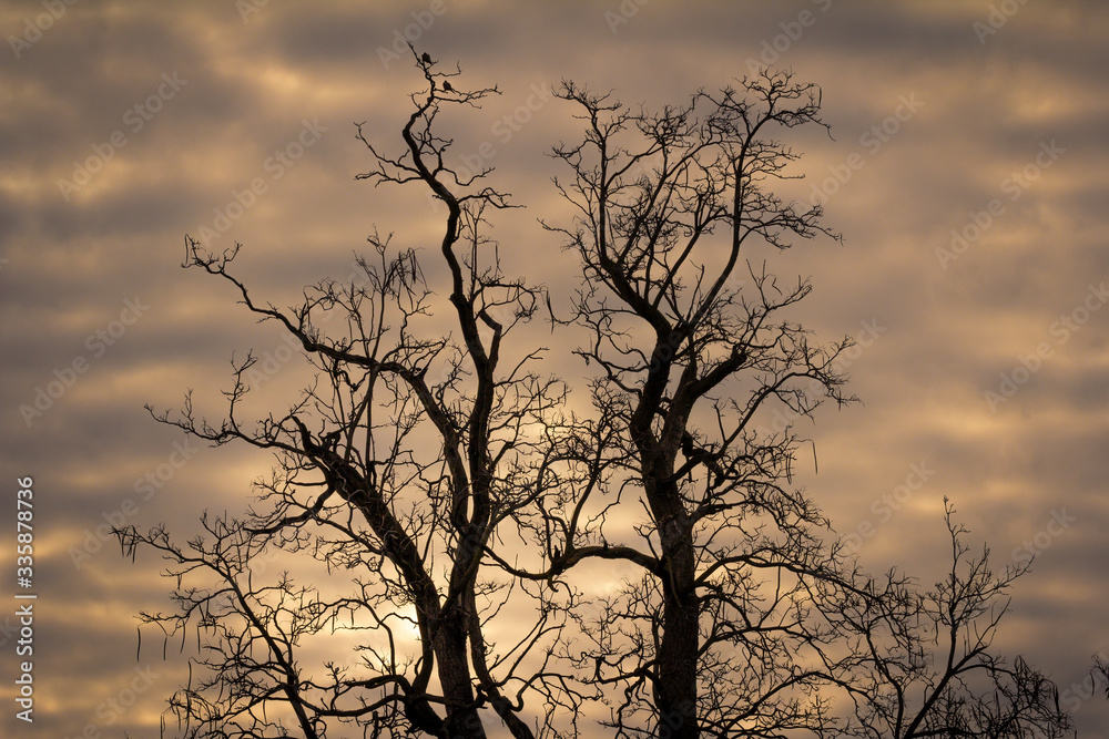 silhouette of a tree at sunset silhouette of a tree at sunset
