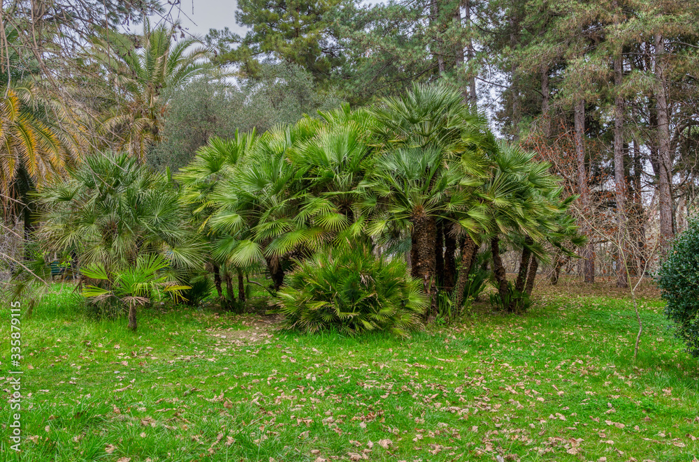 Green subtropical plant with long narrow leaves on the Black Sea coast Green subtropical plant with long narrow leaves on the Black Sea coast