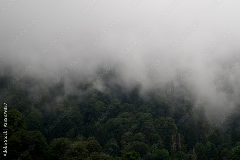 Foggy Kackar Mountains and trees shrouded in mist. Rize/Turkey