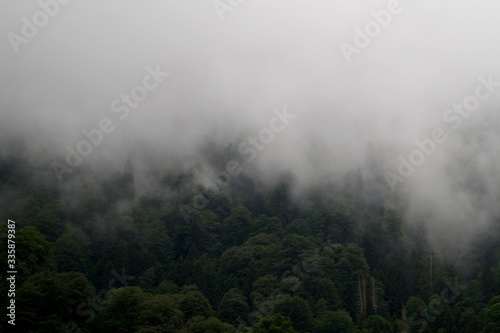 Foggy Kackar Mountains and trees shrouded in mist. Rize/Turkey