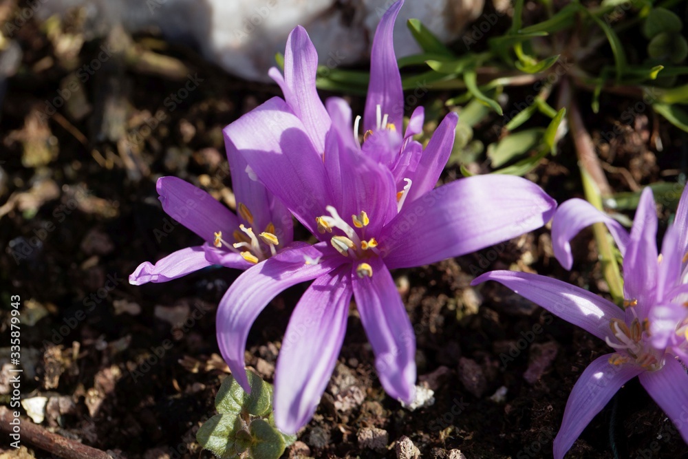 Spring meadow saffron, Bulbocodium vernum Spring meadow saffron, Bulbocodium vernum