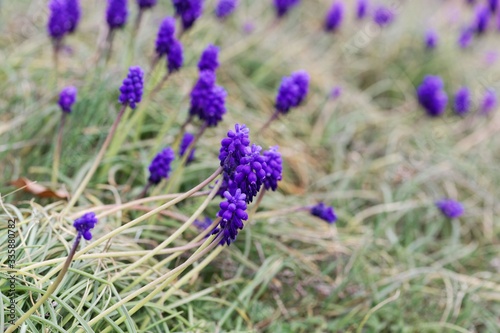 Flowers of grape hyacinths  Muscari neglectum  in a meadow