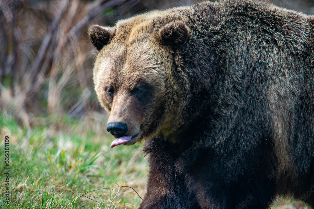 Wildlife photography