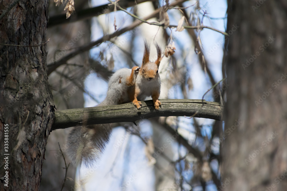Cute gray squirrel sits on the branches Cute gray squirrel sits on the branches