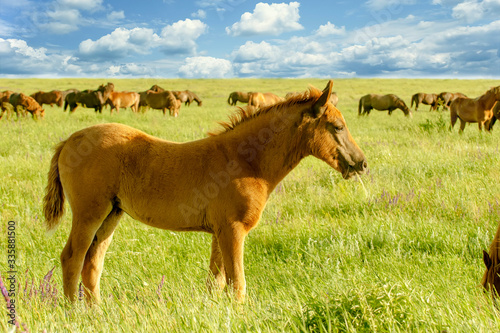 Horse foal on pasture photo