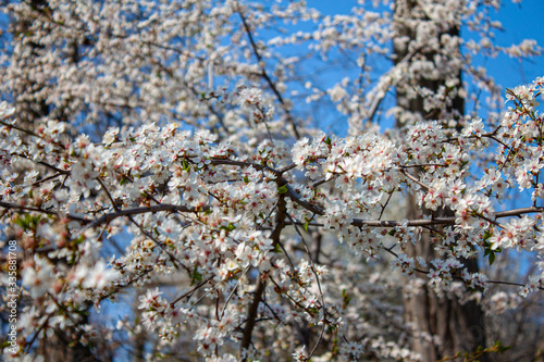 Beautiful flowers in early spring