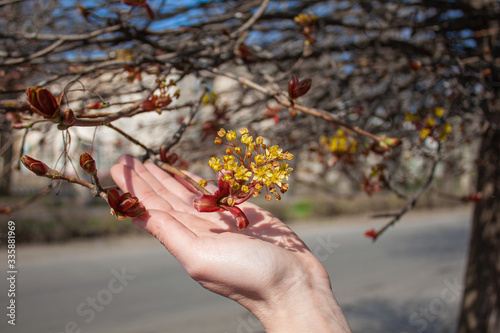 Beautiful flowers in early spring