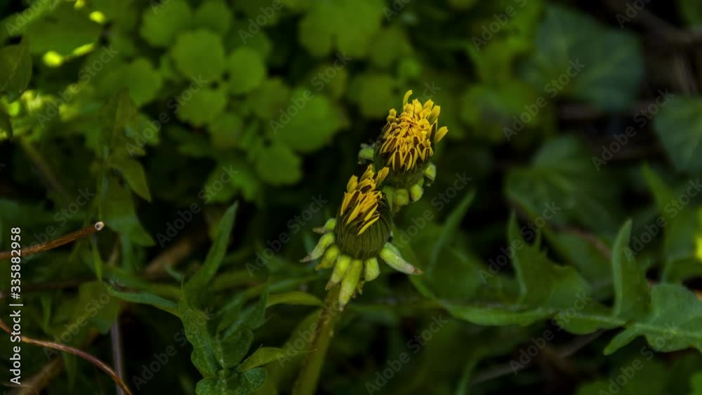 Time lapse of dandelion opening in sunlight Time lapse of dandelion opening in sunlight