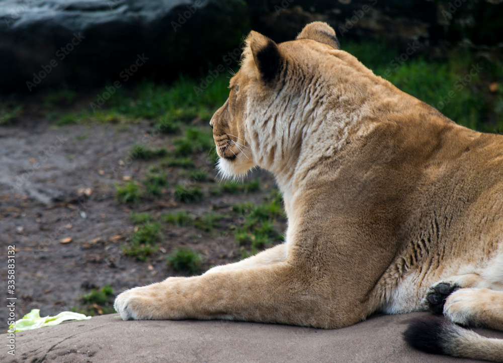 Naklejka premium Wildlife photography