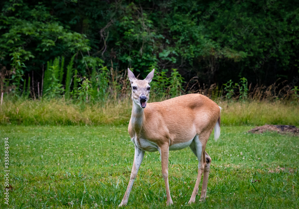 White Tailed Deer grazing on grass at wildlife sanctuary in Rome Georgia.