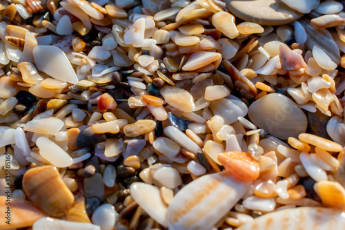 seashell and sand on a beach